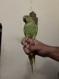 handtamed female parrot for call 03274066310 0