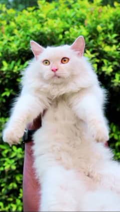 Female cat - pershian cat - cat for sale - white female