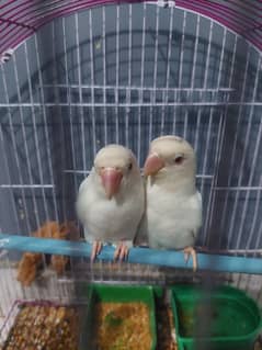 albino red eyes bonded ready to breed pair