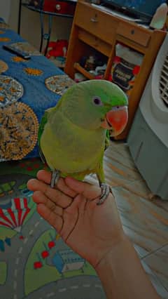 ringneack  parrot