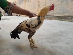 aseel chickens  ( murga , murgi including chicks)