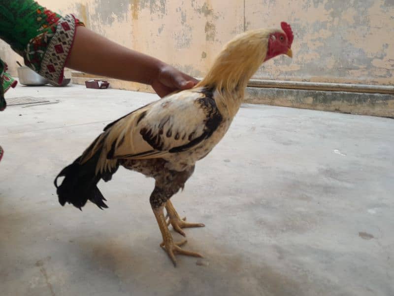 aseel chickens  ( murga , murgi including chicks) 0