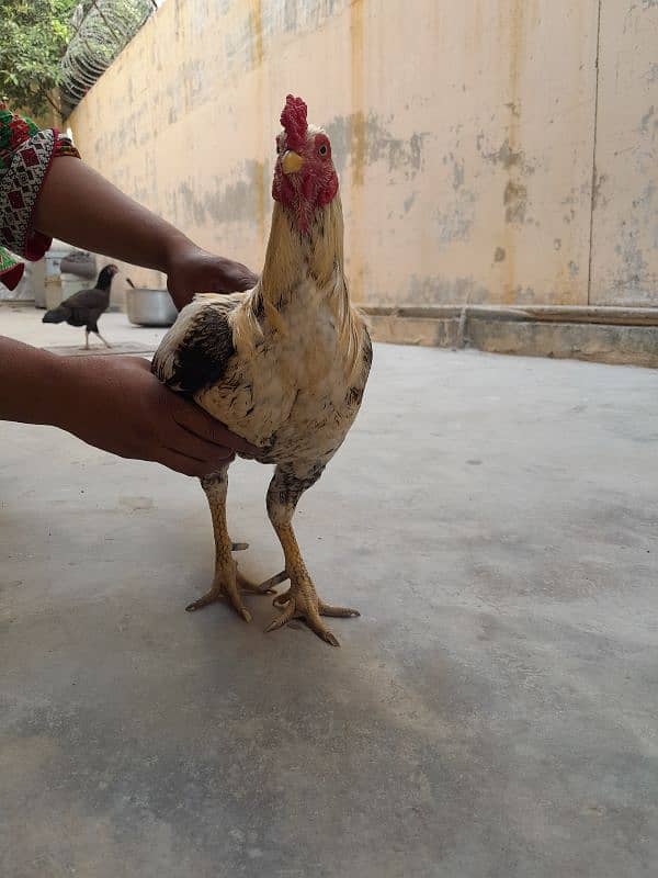 aseel chickens  ( murga , murgi including chicks) 1