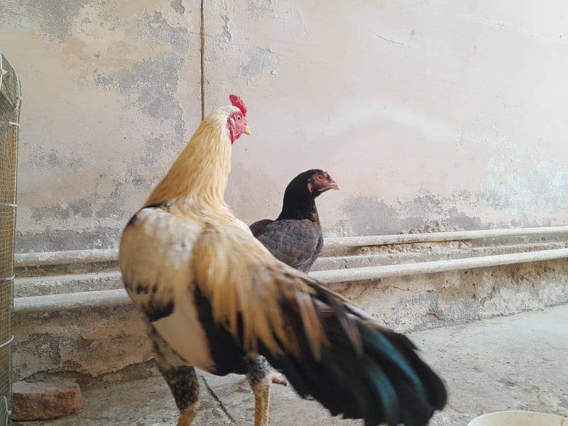 aseel chickens  ( murga , murgi including chicks) 2