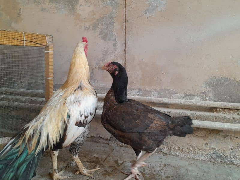 aseel chickens  ( murga , murgi including chicks) 3