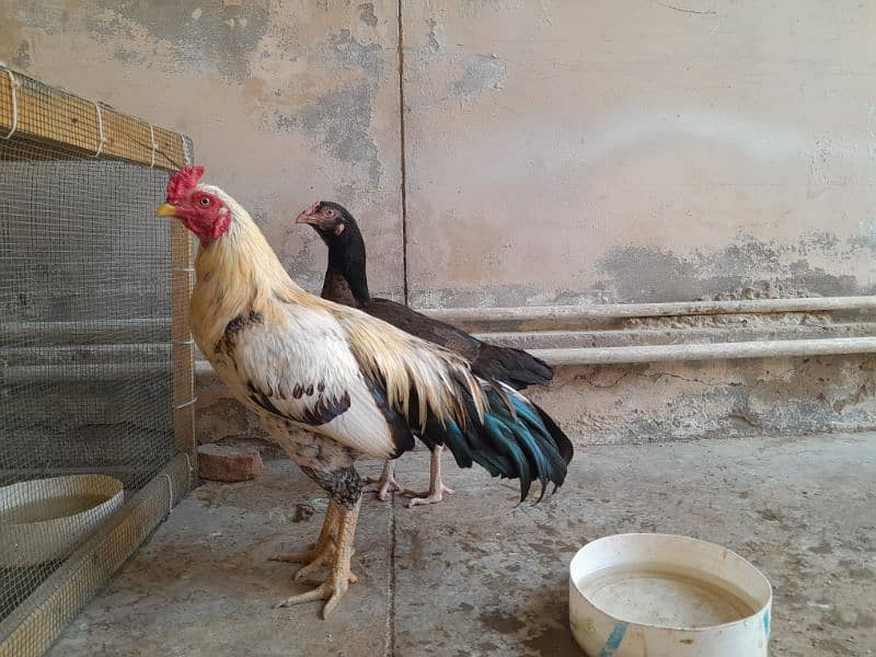 aseel chickens  ( murga , murgi including chicks) 4