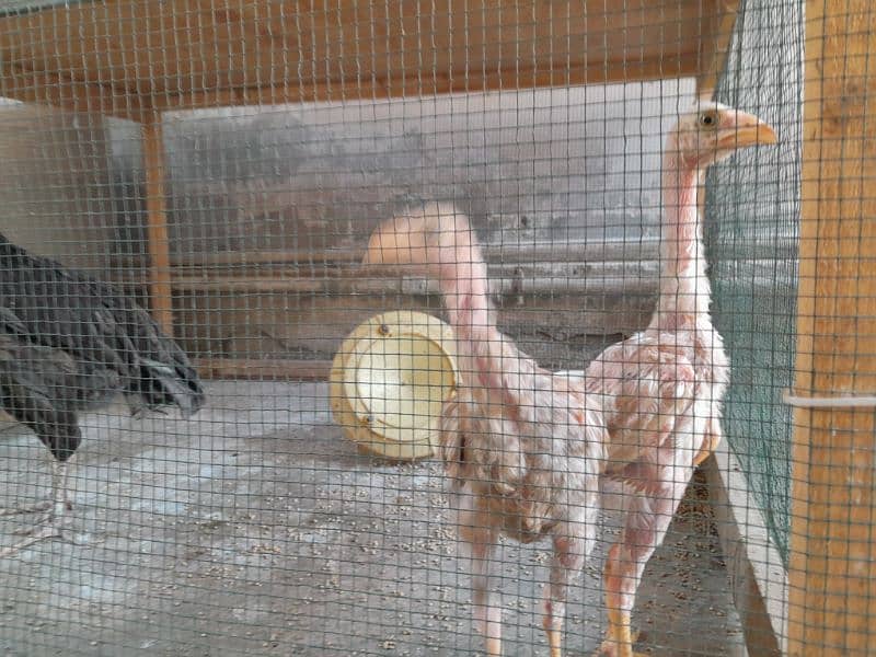 aseel chickens  ( murga , murgi including chicks) 5