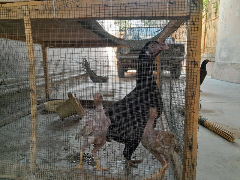 aseel chickens  ( murga , murgi including chicks) 9