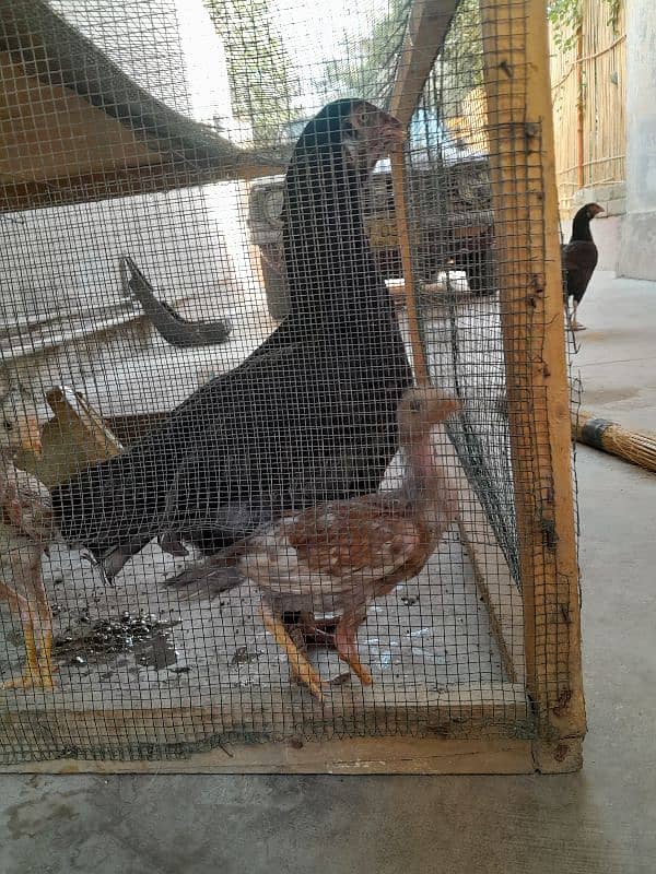 aseel chickens  ( murga , murgi including chicks) 10