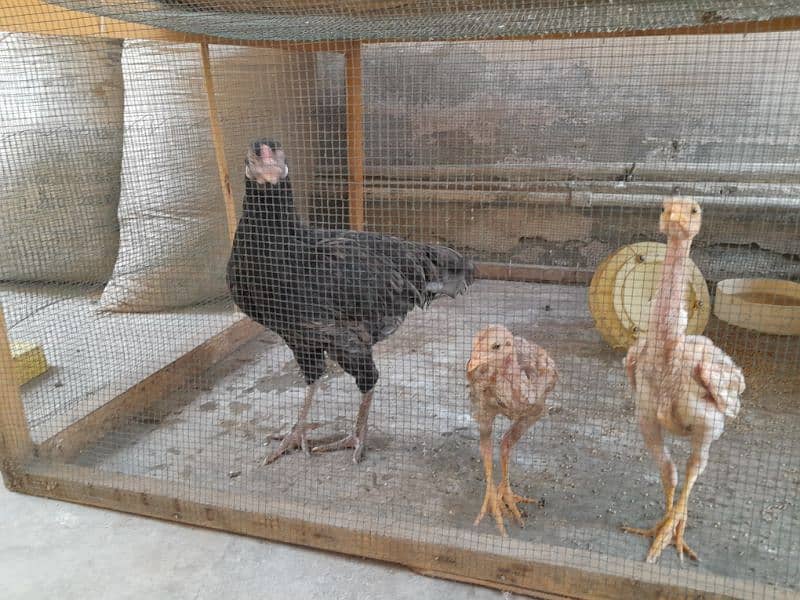 aseel chickens  ( murga , murgi including chicks) 12