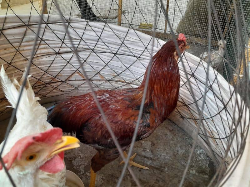 aseel chickens  ( murga , murgi including chicks) 16