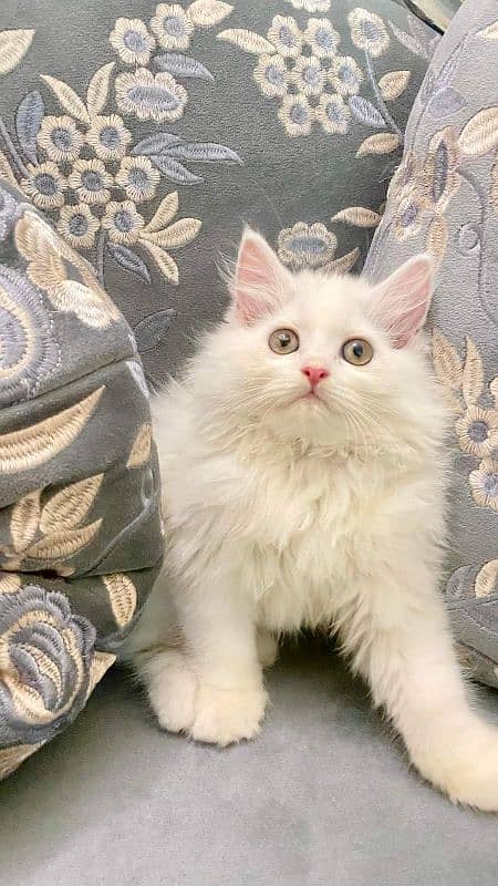 IMPORTED QUALITY PERSIAN KITTENS AVAILABLE 03207679060 WHSTTAAPP 4