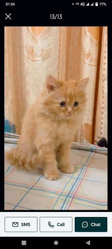 pairsian healthy and beautiful active kitten for sale 0