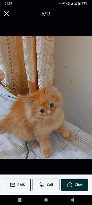 pairsian healthy and beautiful active kitten for sale 1