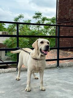 Labrador breeder female short tail