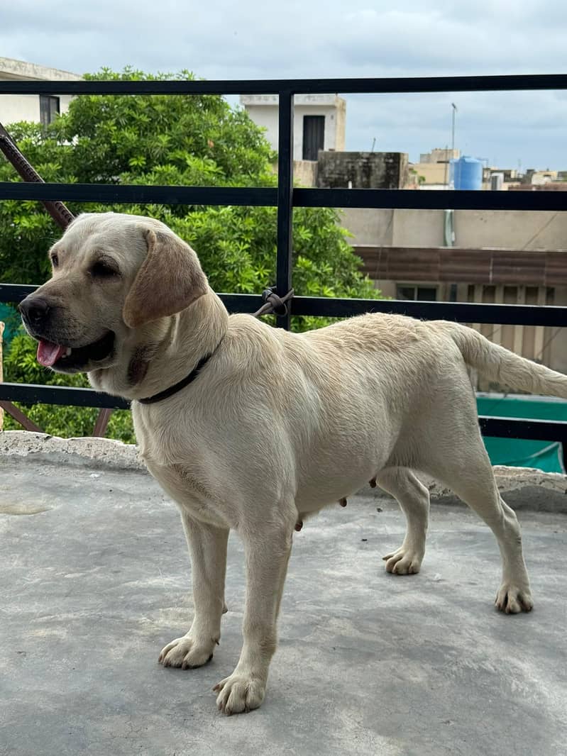 Labrador breeder female short tail 1