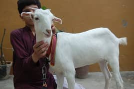 cute and active gulabi tedi female