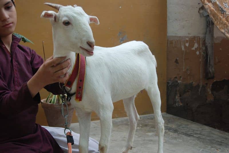 cute and active gulabi tedi female 2