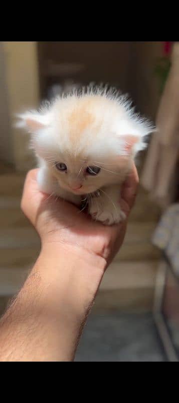 Persian Kittens 2