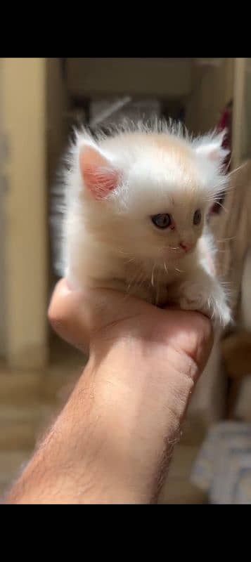 Persian Kittens 4