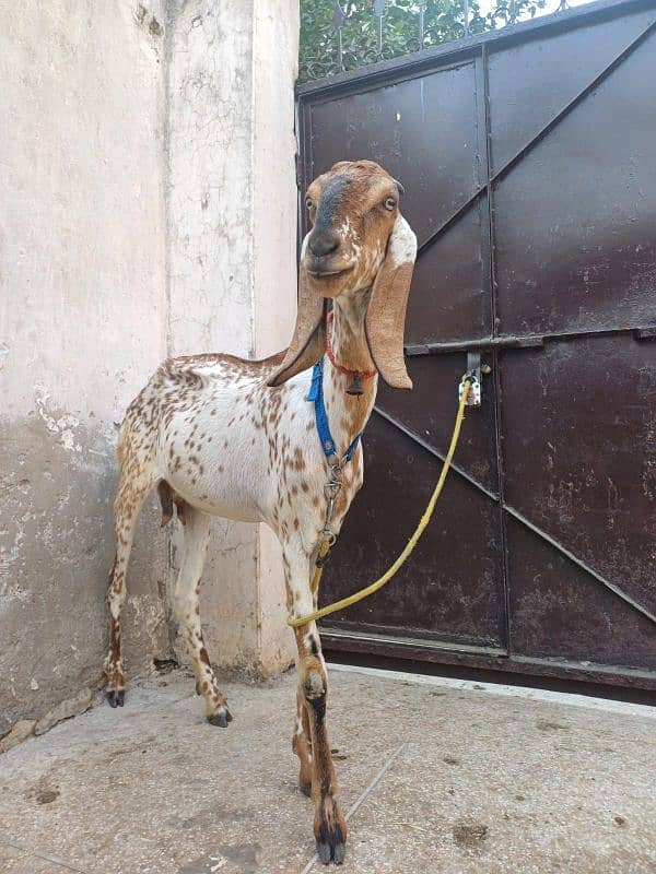 Goat with Kids for Sale(Bakri or bachay) 0