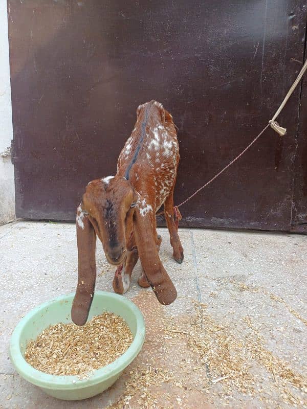 Goat with Kids for Sale(Bakri or bachay) 3