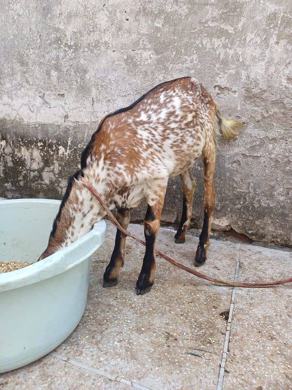 Goat with Kids for Sale(Bakri or bachay) 5