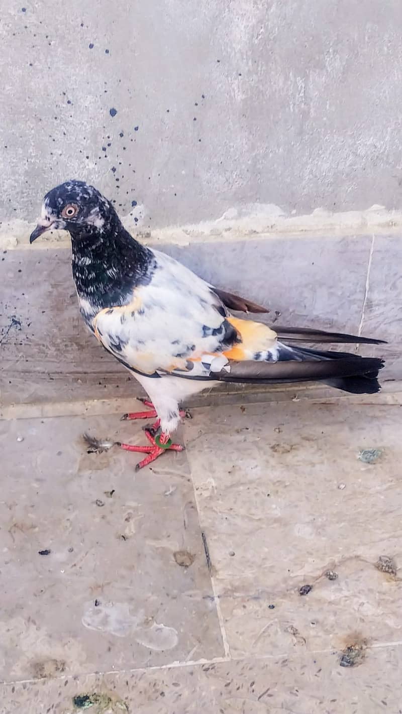 Teddy high flyer pigeon gola kabootar patiwaly mako kabooter 0