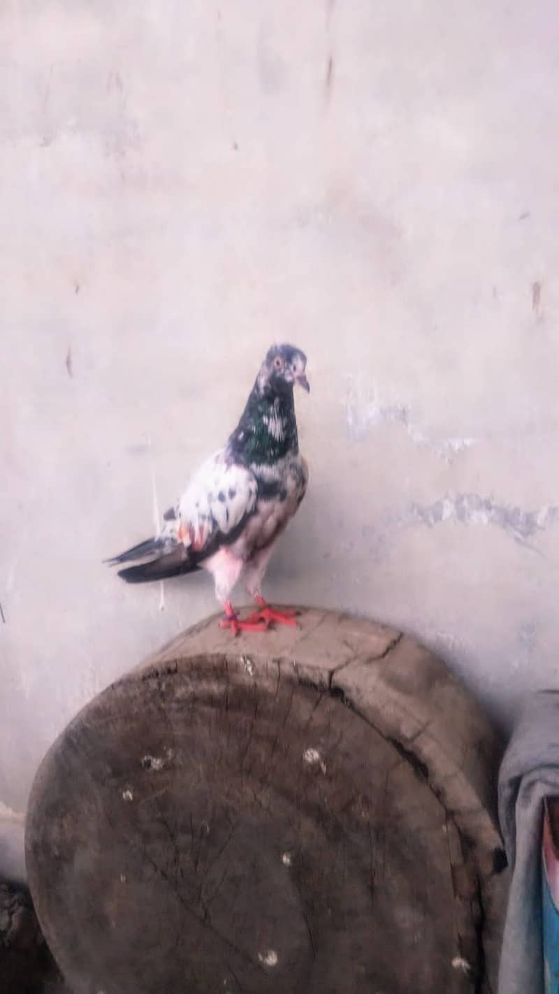 Teddy high flyer pigeon gola kabootar patiwaly mako kabooter 3