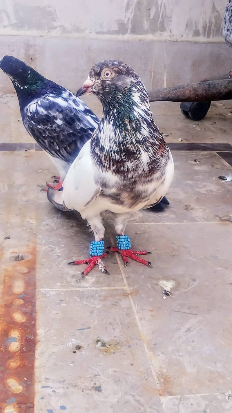 Teddy high flyer pigeon gola kabootar patiwaly mako kabooter 6