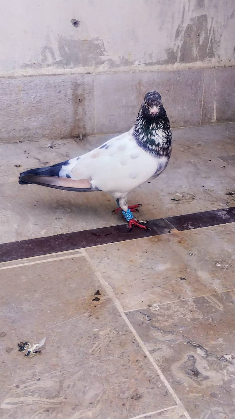 Teddy high flyer pigeon gola kabootar patiwaly mako kabooter 12