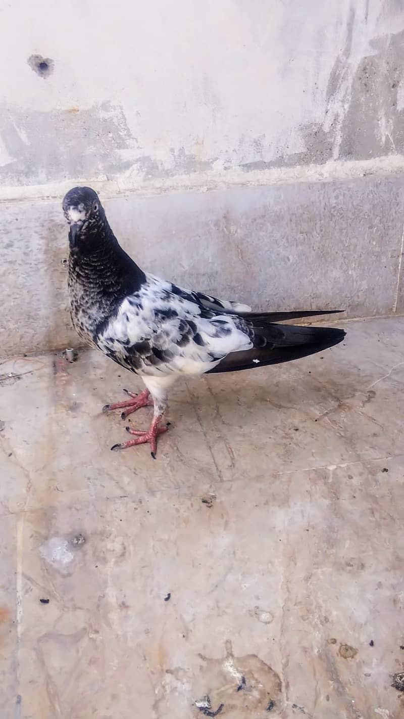 Teddy high flyer pigeon gola kabootar patiwaly mako kabooter 15