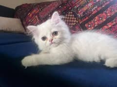 persian female kitten