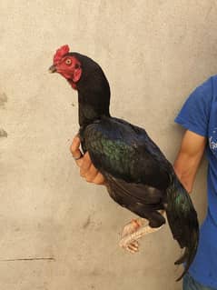 Pure Aseel Mushka Chick Age 10 Months For Sale