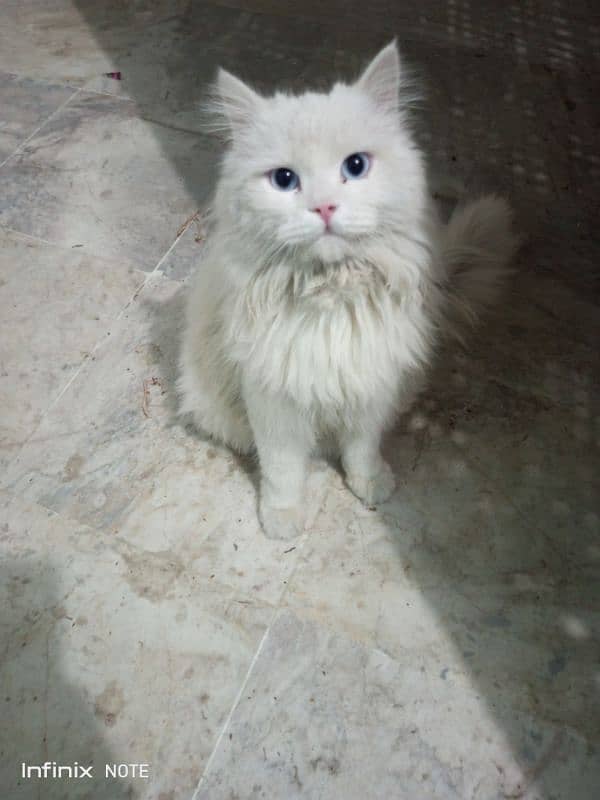 parcian long hair white Cat 0