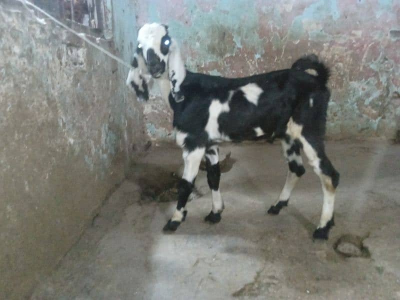 Bital bakra 03145387877 1