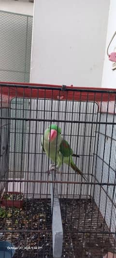 Kashmiri Talking Male Parrot For Sale