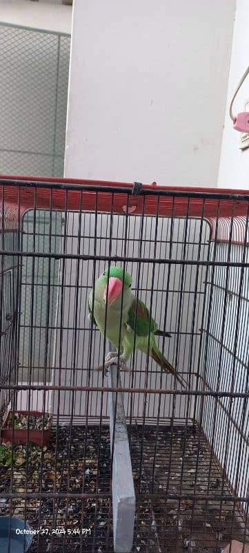 Kashmiri Talking Male Parrot For Sale 0