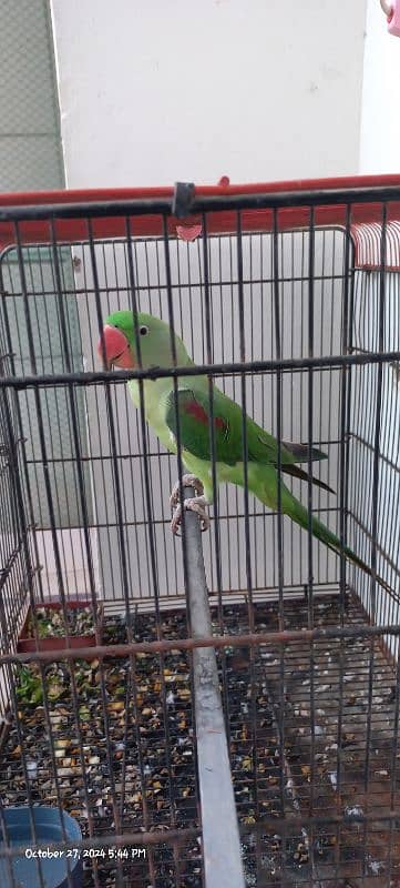 Kashmiri Talking Male Parrot For Sale 1