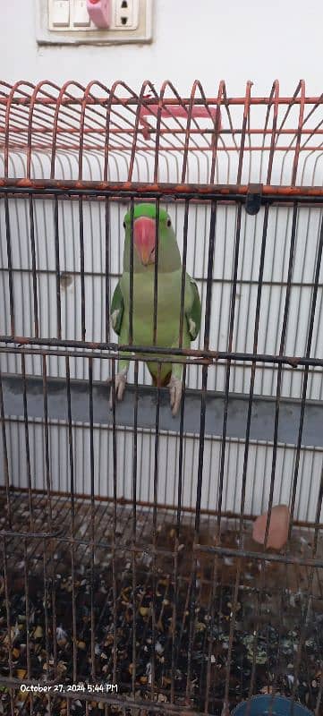 Kashmiri Talking Male Parrot For Sale 2