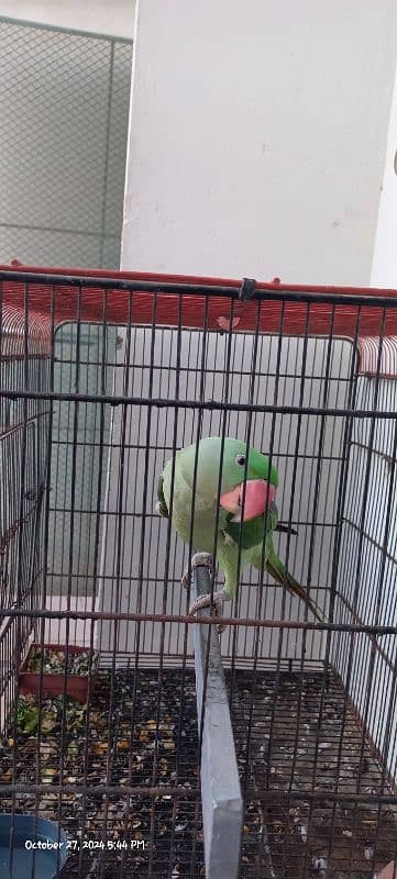 Kashmiri Talking Male Parrot For Sale 3