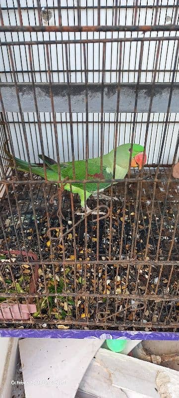 Kashmiri Talking Male Parrot For Sale 4