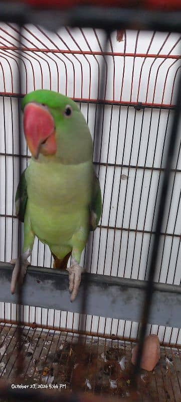 Kashmiri Talking Male Parrot For Sale 5