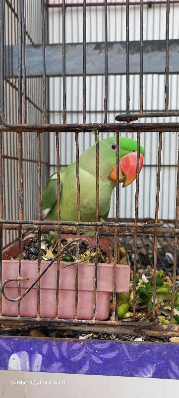 Kashmiri Talking Male Parrot For Sale 6