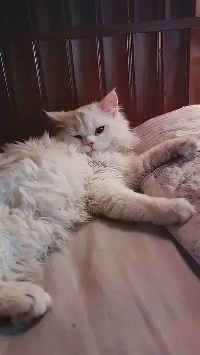 Triple coat white male Persian cat for mating/stud (NOT FOR SELL) 0