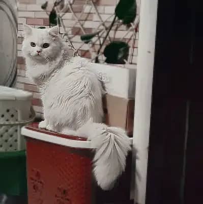 Triple coat white male Persian cat for mating/stud (NOT FOR SELL) 2