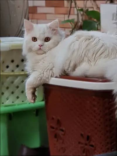 Triple coat white male Persian cat for mating/stud (NOT FOR SELL) 3