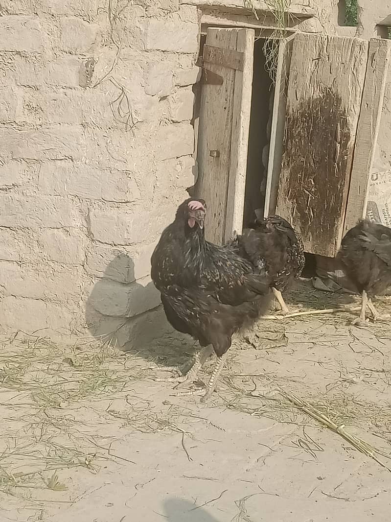 Desi hens for sale argent 0