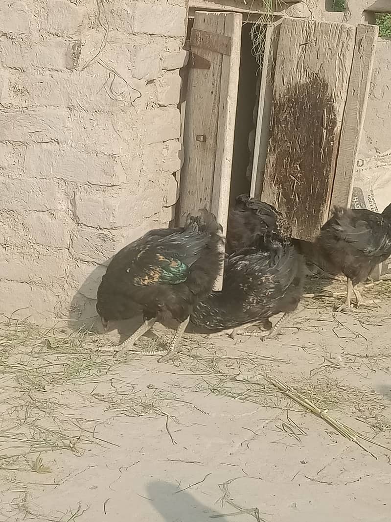 Desi hens for sale argent 1