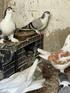 beautiful and healthy sherazi pigeons for sell